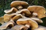 Armillaria mellea - Fungi Species